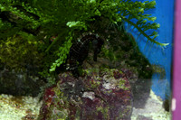 seahorses