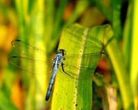 Dragonflies