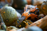 Pumpkin Patch