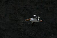 pelican