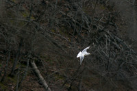 sea gulls