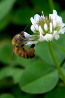 Bees