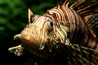 lionfish