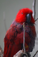 parrot