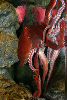 octi