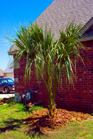 PLANTS