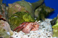 nonfish