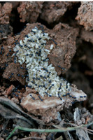 ants
