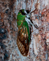 cicadas