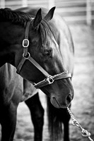 B/w Horse Sping 2013