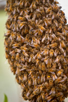 Bees