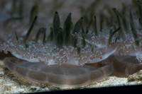 jelly fish