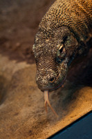 Houston Zoo