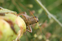 grasshopper