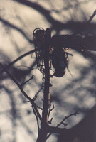 2010_12_20