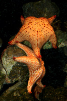 starfish