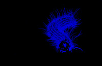 effects