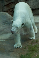 KC Zoo