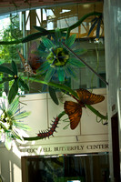 Natural Science Butterfly