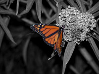 Butterflies