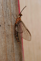 MAYFLIES