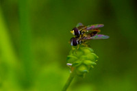 Flies